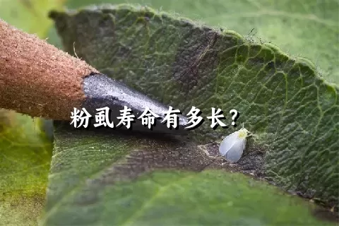 粉虱寿命有多长？    