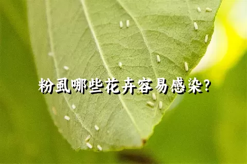 粉虱哪些花卉容易感染？