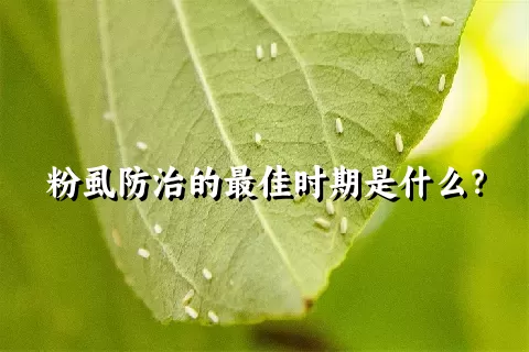 粉虱防治的最佳时期是什么？