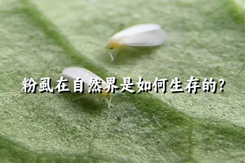 粉虱在自然界是如何生存的？