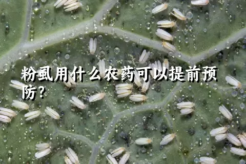 粉虱用什么农药可以提前预防？