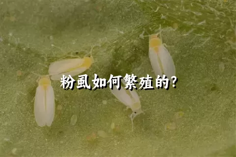 粉虱如何繁殖的？