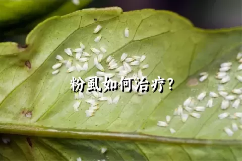 粉虱如何治疗？