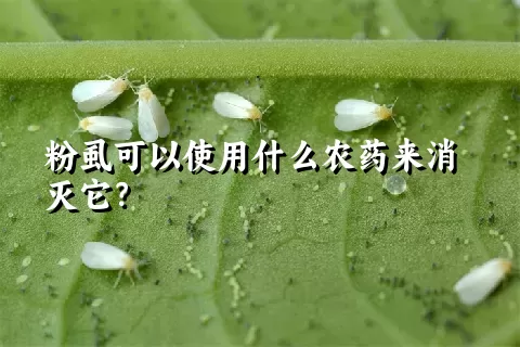 粉虱可以使用什么农药来消灭它？