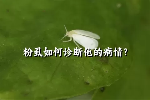 粉虱如何诊断他的病情？