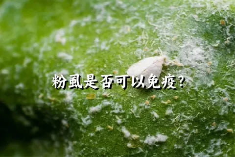 粉虱是否可以免疫？