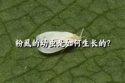 粉虱的幼虫是如何生长的？