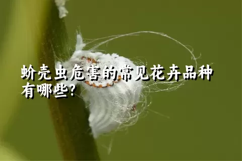 蚧壳虫危害的常见花卉品种有哪些?