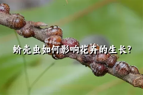 蚧壳虫如何影响花卉的生长?