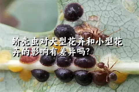 蚧壳虫对大型花卉和小型花卉的影响有差异吗?