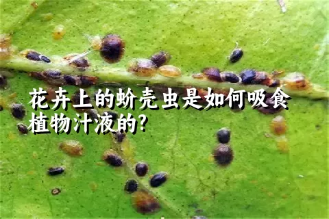 花卉上的蚧壳虫是如何吸食植物汁液的?