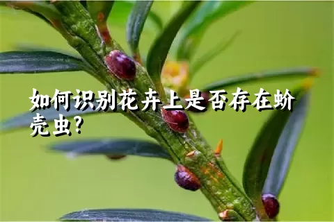 如何识别花卉上是否存在蚧壳虫?