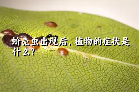 蚧壳虫出现后，植物的症状是什么？