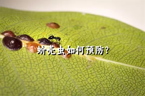 蚧壳虫如何预防？