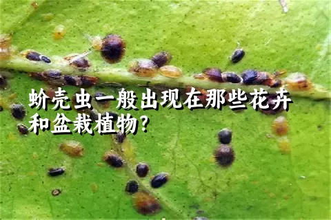 蚧壳虫一般出现在那些花卉和盆栽植物？