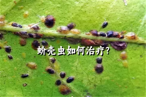 蚧壳虫如何治疗？