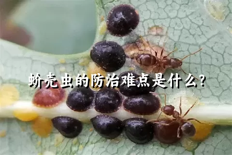 蚧壳虫的防治难点是什么？