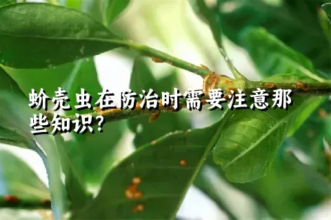 蚧壳虫在防治时需要注意那些知识？