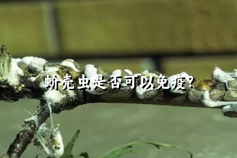 蚧壳虫是否可以免疫？