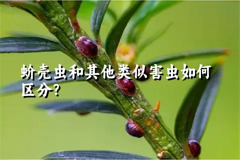 蚧壳虫和其他类似害虫如何区分？