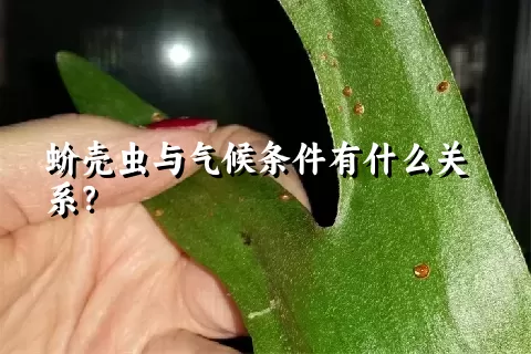 蚧壳虫与气候条件有什么关系？