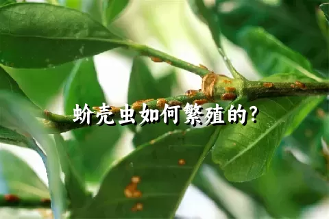 蚧壳虫如何繁殖的？