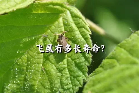 飞虱有多长寿命？