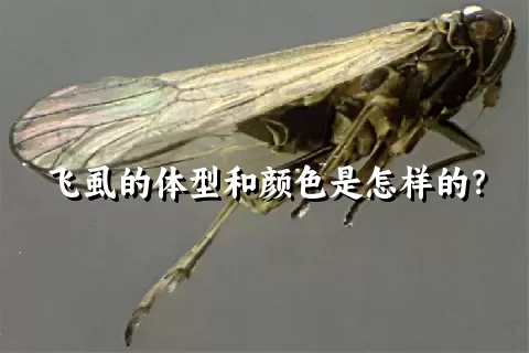 飞虱的体型和颜色是怎样的？