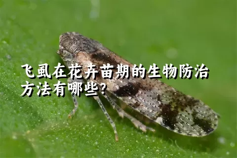 飞虱在花卉苗期的生物防治方法有哪些？