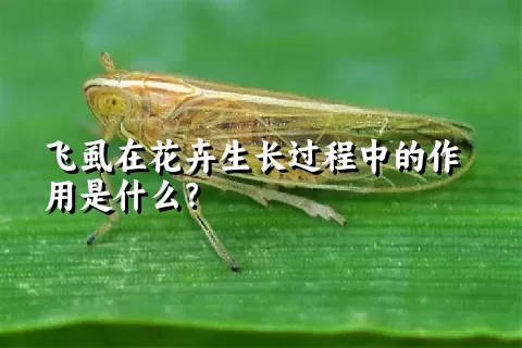 飞虱在花卉生长过程中的作用是什么？