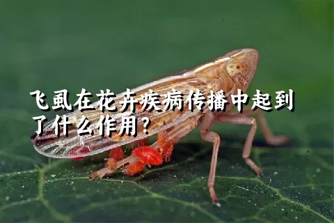 飞虱在花卉疾病传播中起到了什么作用？