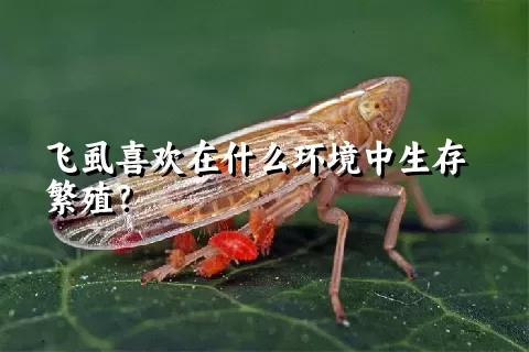 飞虱喜欢在什么环境中生存繁殖？