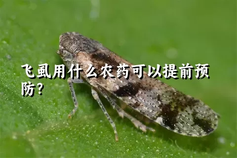 飞虱用什么农药可以提前预防？