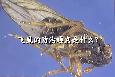 飞虱的防治难点是什么？