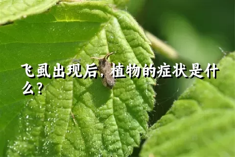 飞虱出现后，植物的症状是什么？