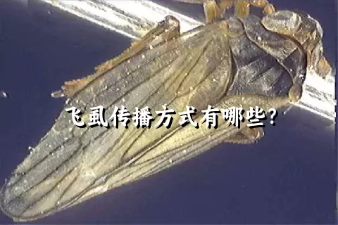 飞虱传播方式有哪些？