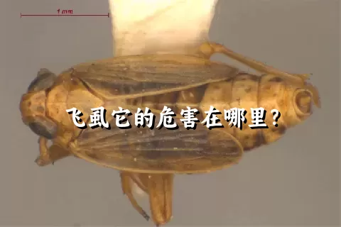 飞虱它的危害在哪里？