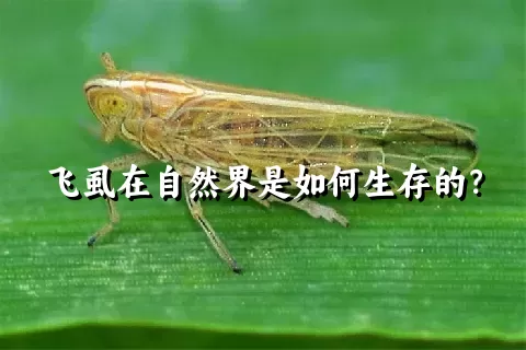 飞虱在自然界是如何生存的？