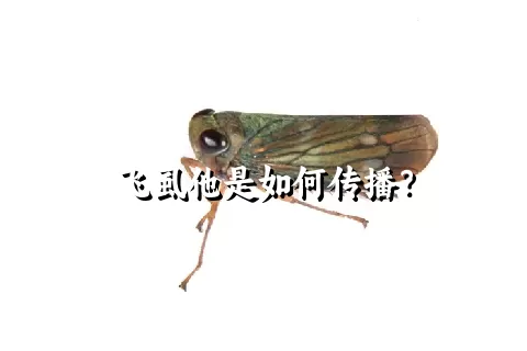 飞虱他是如何传播？