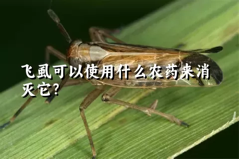 飞虱可以使用什么农药来消灭它？