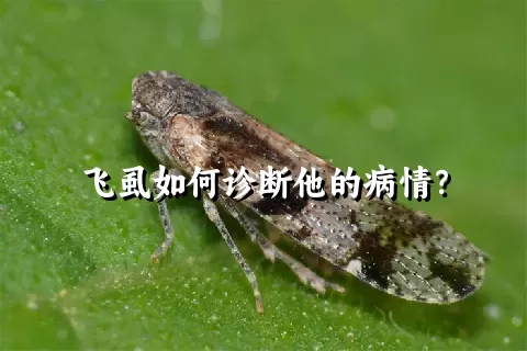 飞虱如何诊断他的病情？