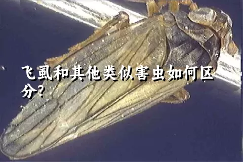 飞虱和其他类似害虫如何区分？