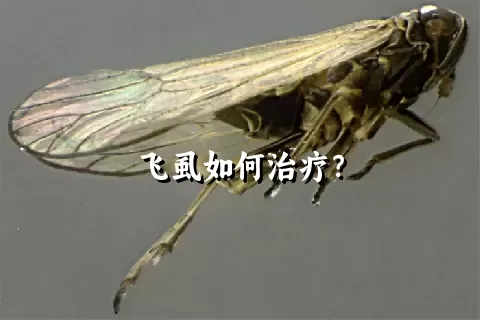 飞虱如何治疗？