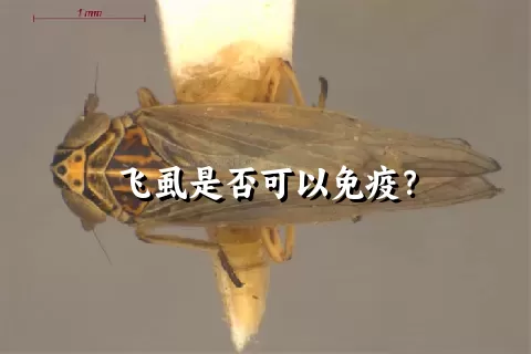 飞虱是否可以免疫？