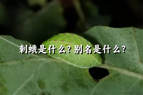 刺蛾是什么？别名是什么？