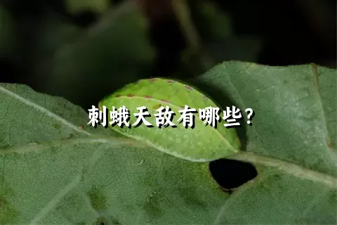 刺蛾天敌有哪些？