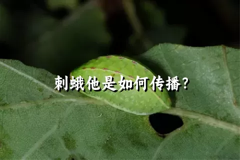 刺蛾他是如何传播？