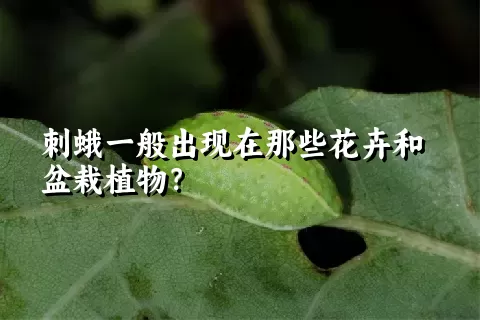 刺蛾一般出现在那些花卉和盆栽植物？