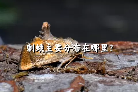 刺蛾主要分布在哪里？