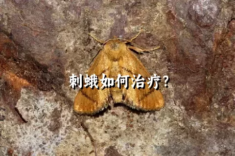 刺蛾如何治疗？